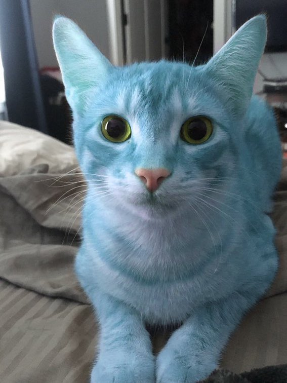Na'Vi Cat